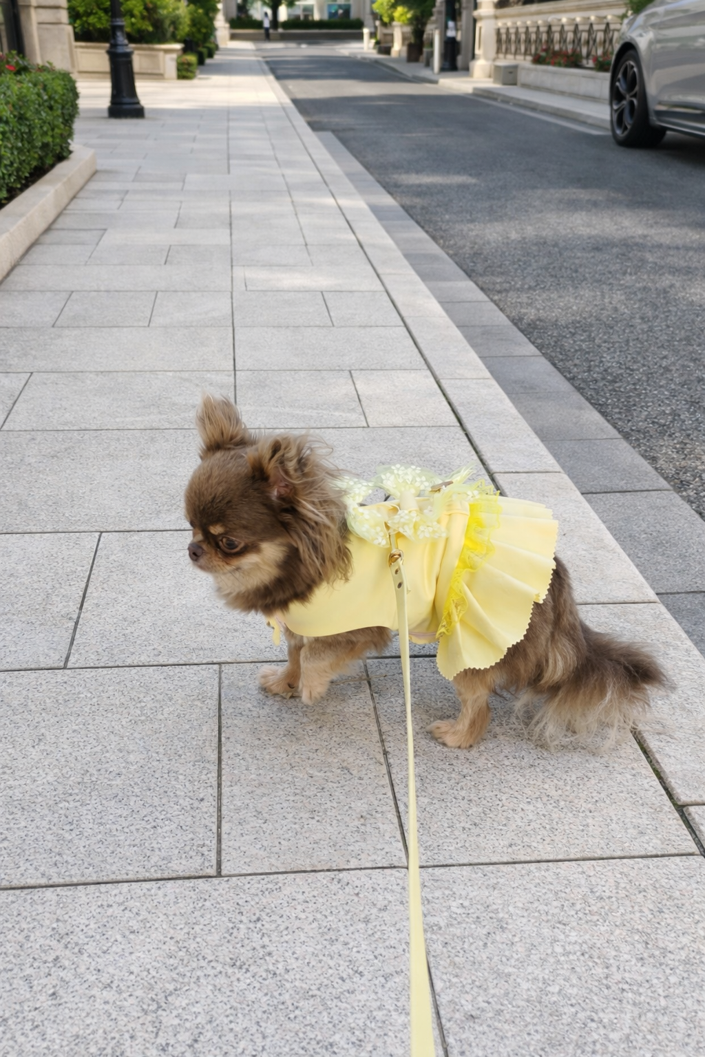 Come scegliere la pettorina perfetta per il Chihuahua: guida completa 2026